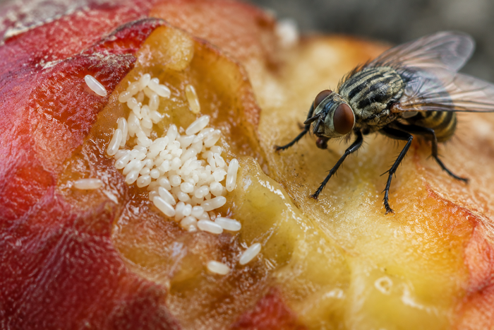 Fly Eggs on Food: Is It Safe to Eat, and What Should You Do?