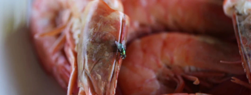 Should I throw out food that Flies have Landed on