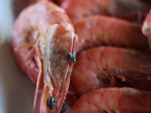 Should I throw out food that Flies have Landed on