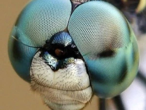HOW FLIES EYES WORK